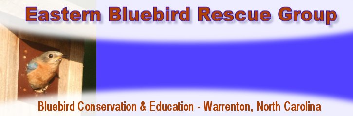 Eastern Bluebird Rescue Group - Warrenton, NC 